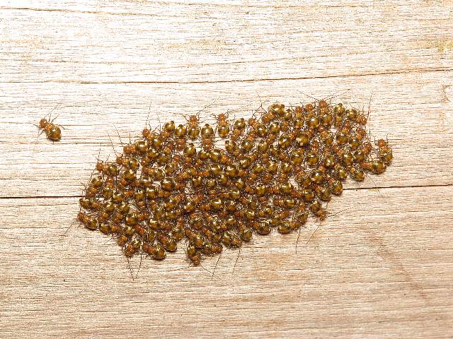 ベッドに小さい虫が マットレスに生息する虫の種類と対策 駆除方法