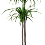 c009